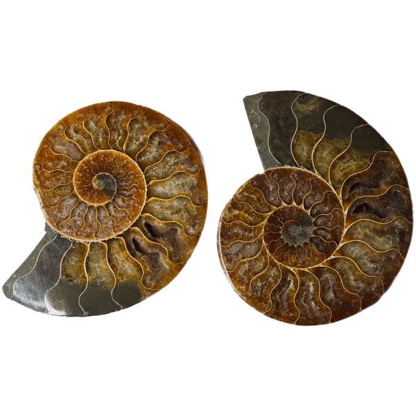 Large ammonite fossil pair