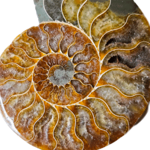 Large ammonite fossil